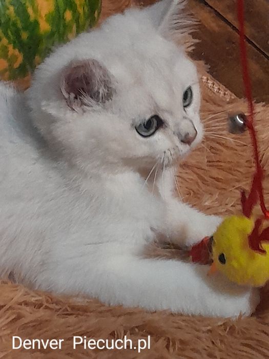 Kotki  brytyjskie srebrne szynszylowe