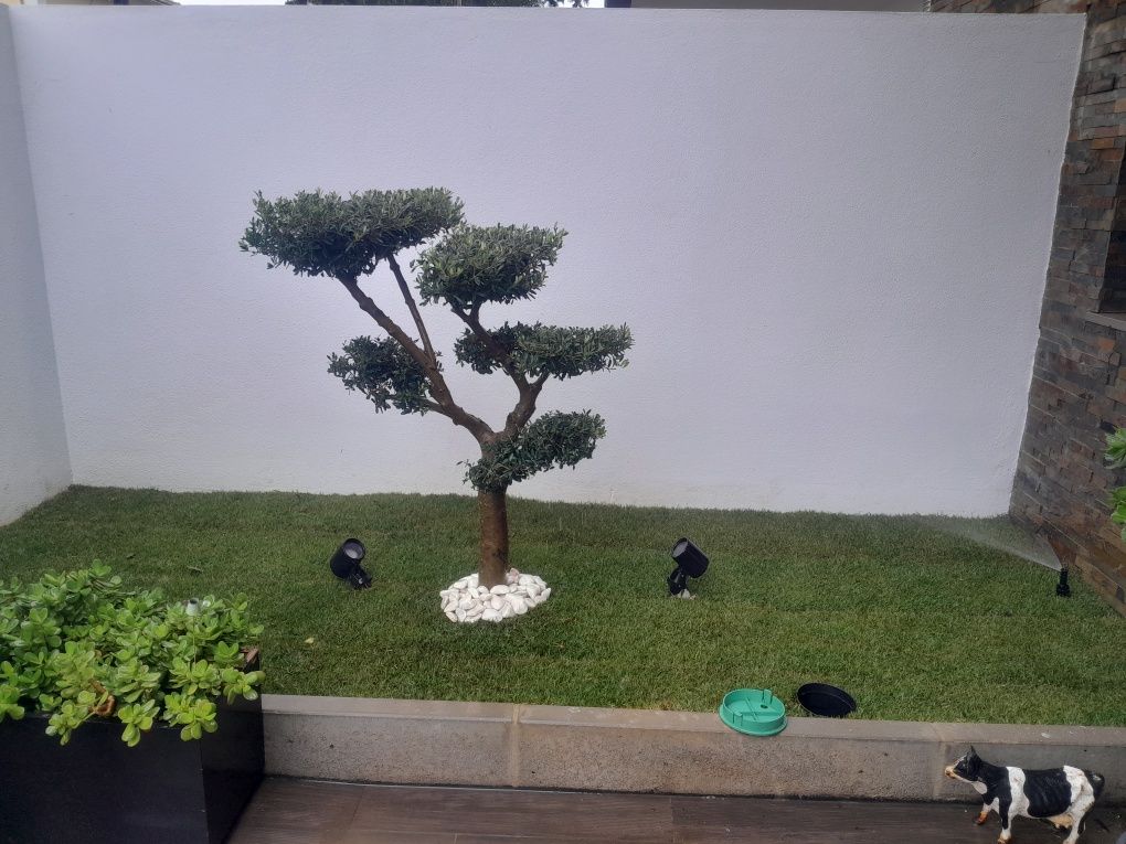 Colocação de relva sintética e natural, piscinas, decks,seixo,jardins