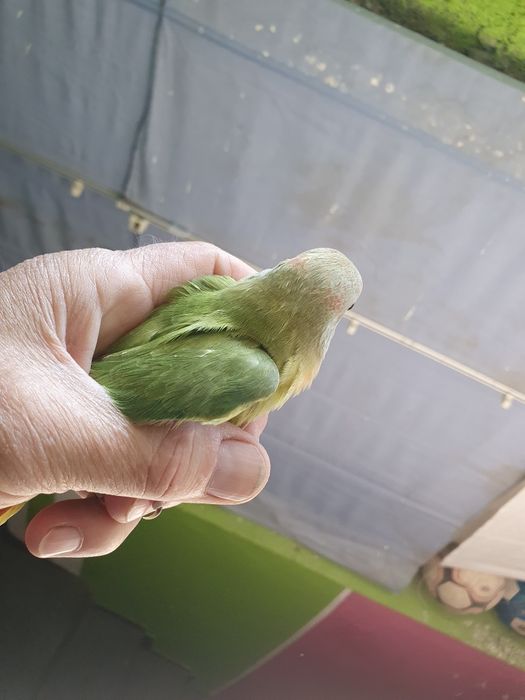 Agapornis domesticado conforme foto.