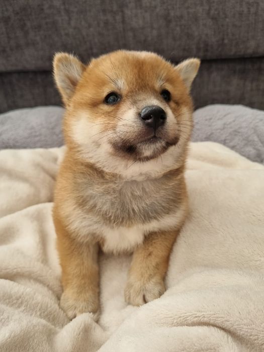 Shiba Inu suczka rezerwacja