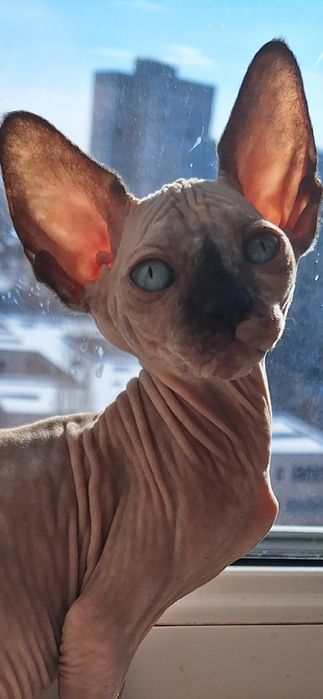 Котята канадский сфинкс