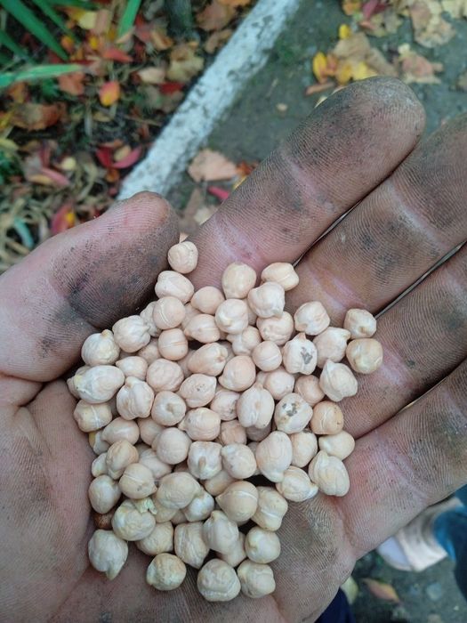 Продам наут по 30грн за кг