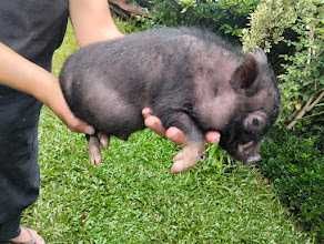 Porquinhos vietnamitas com 2 meses