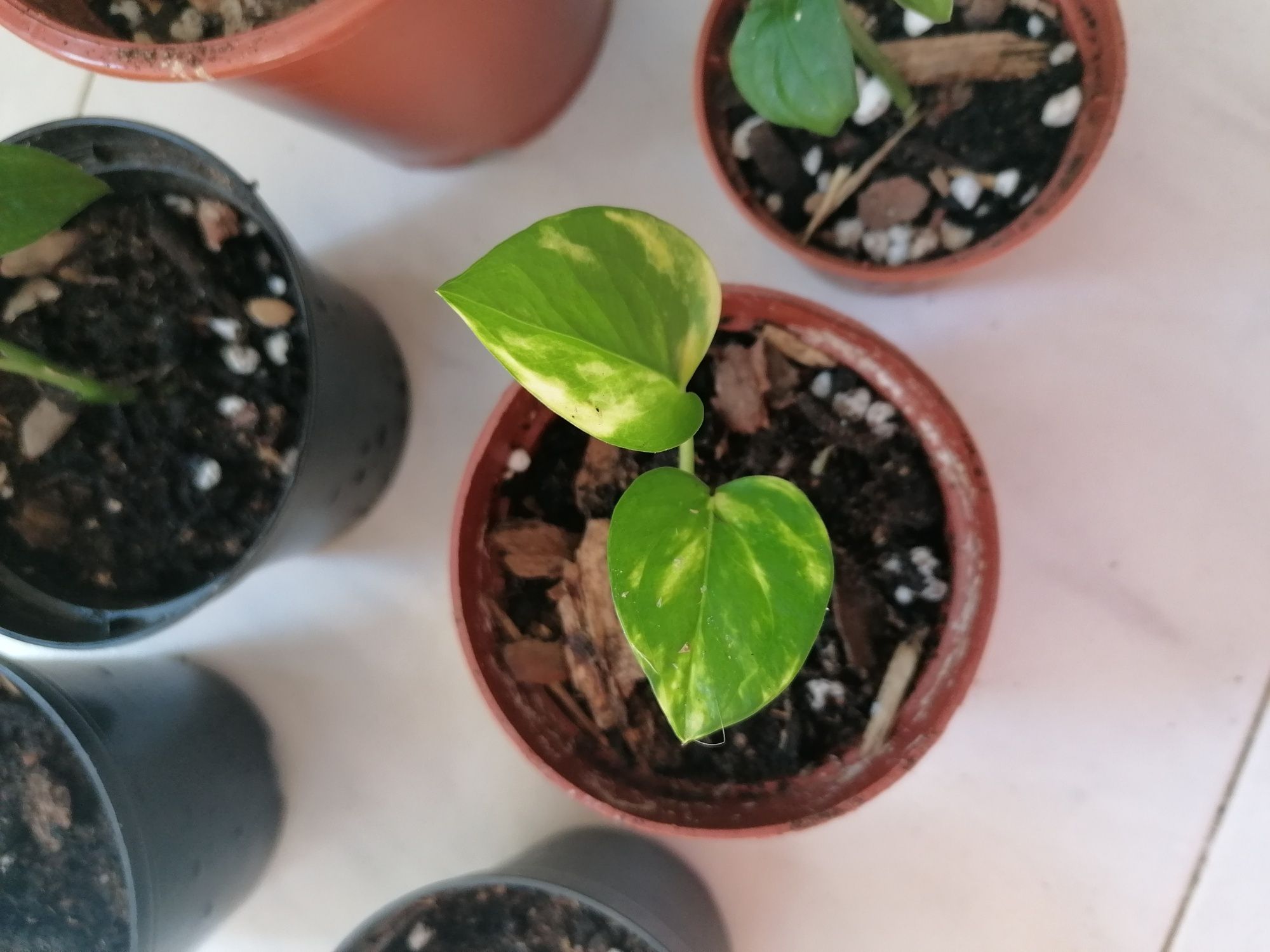 Golden Pothos e Monster Adansonii