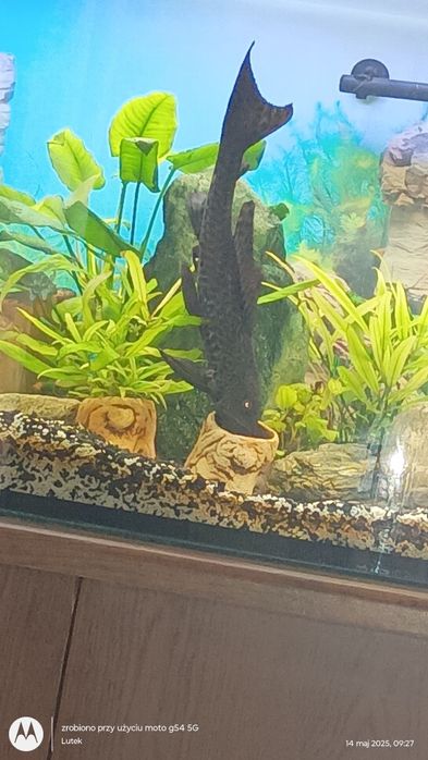 Sprzedam lub zamienię dużego zbrojnika