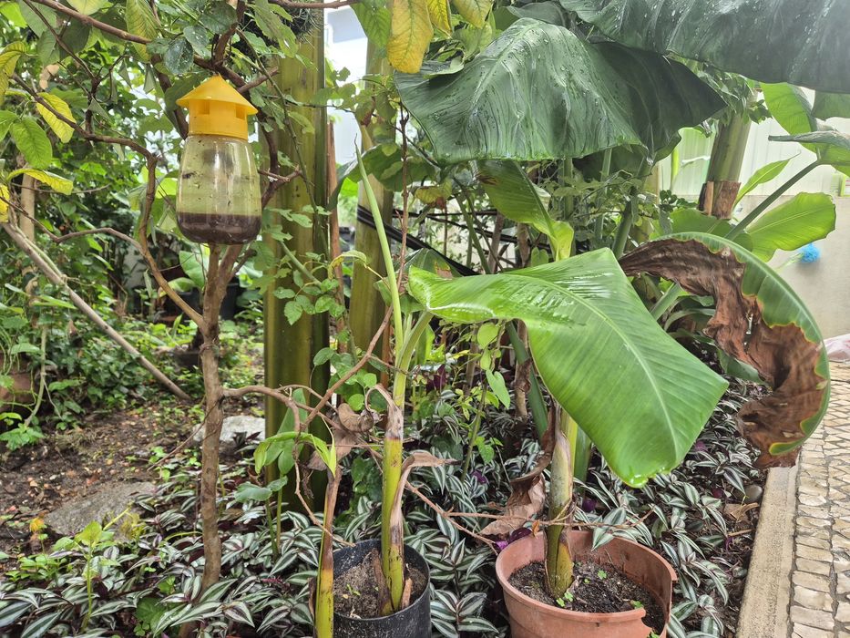 Vendo bananeiras 5 quinas