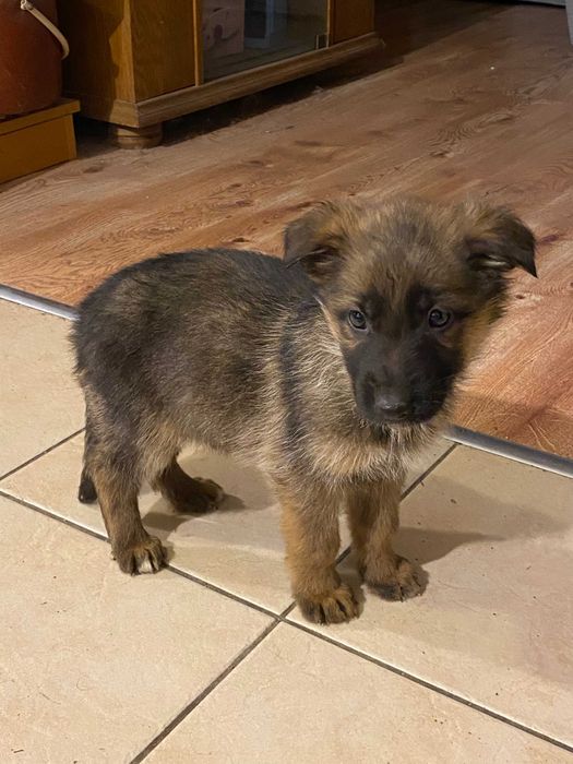 owczarek niemiecki piesek