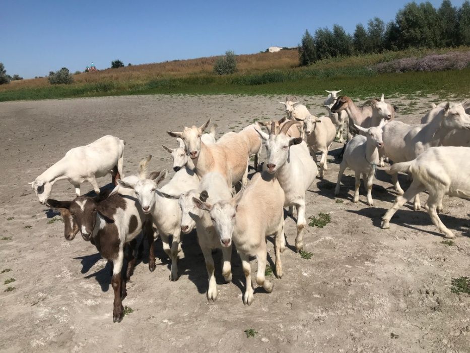 Срочно  продаётся стадо дойных коз