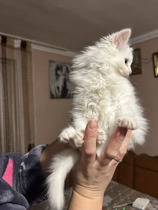 Відамо котиків в добрі руки