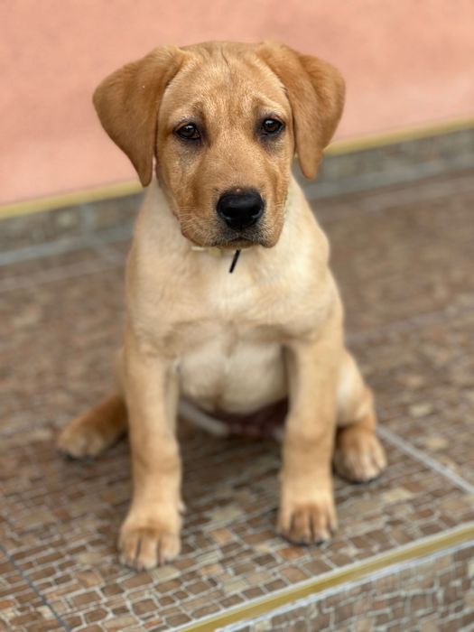 Продаємо дівчинку Лабрадора 8 місяців у гарні руки