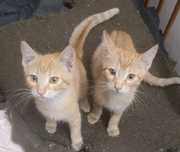 Kotki do adopcji