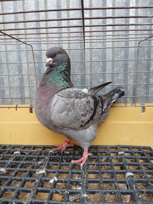 Sprzedam gołebie Kingi