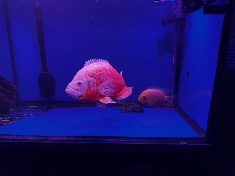 Aquario 2,60m com estrutura e filtros
