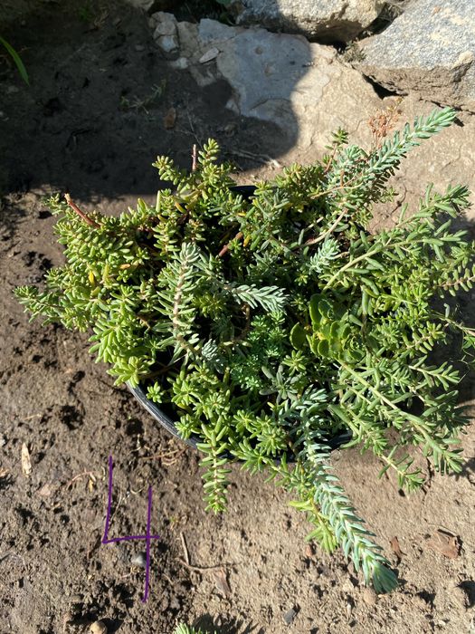 Очиток, седум