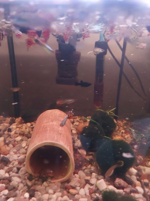 Sprzedam gubiki samce