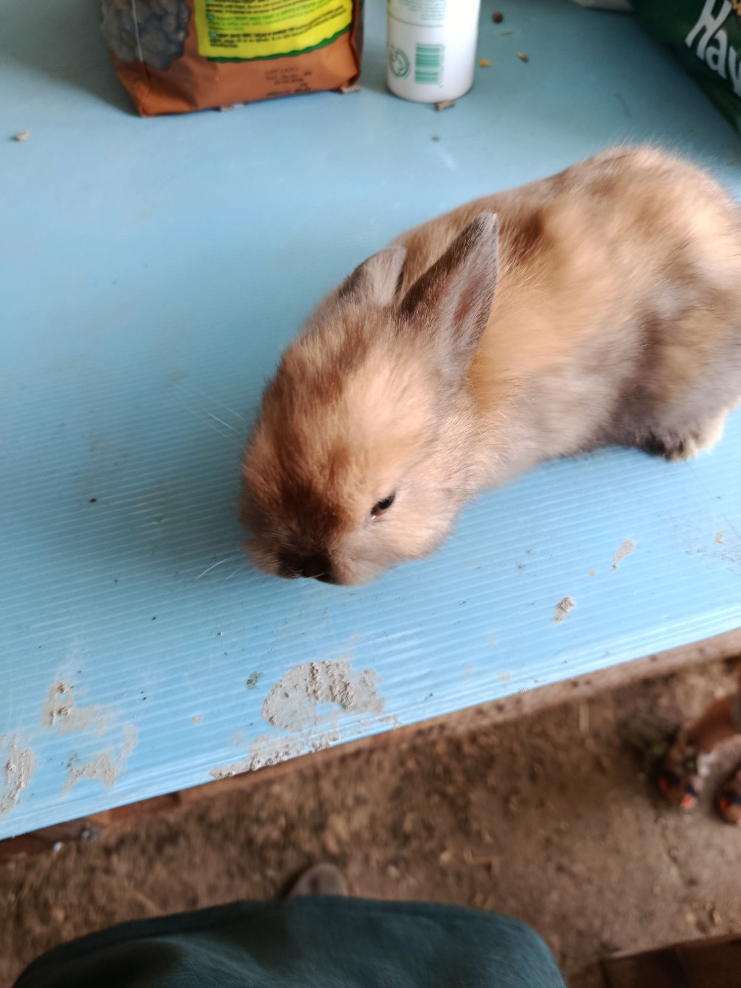 Coelhos anoes cabeça de leão, com 2 meses, pêlo comprido ou pêlo raso