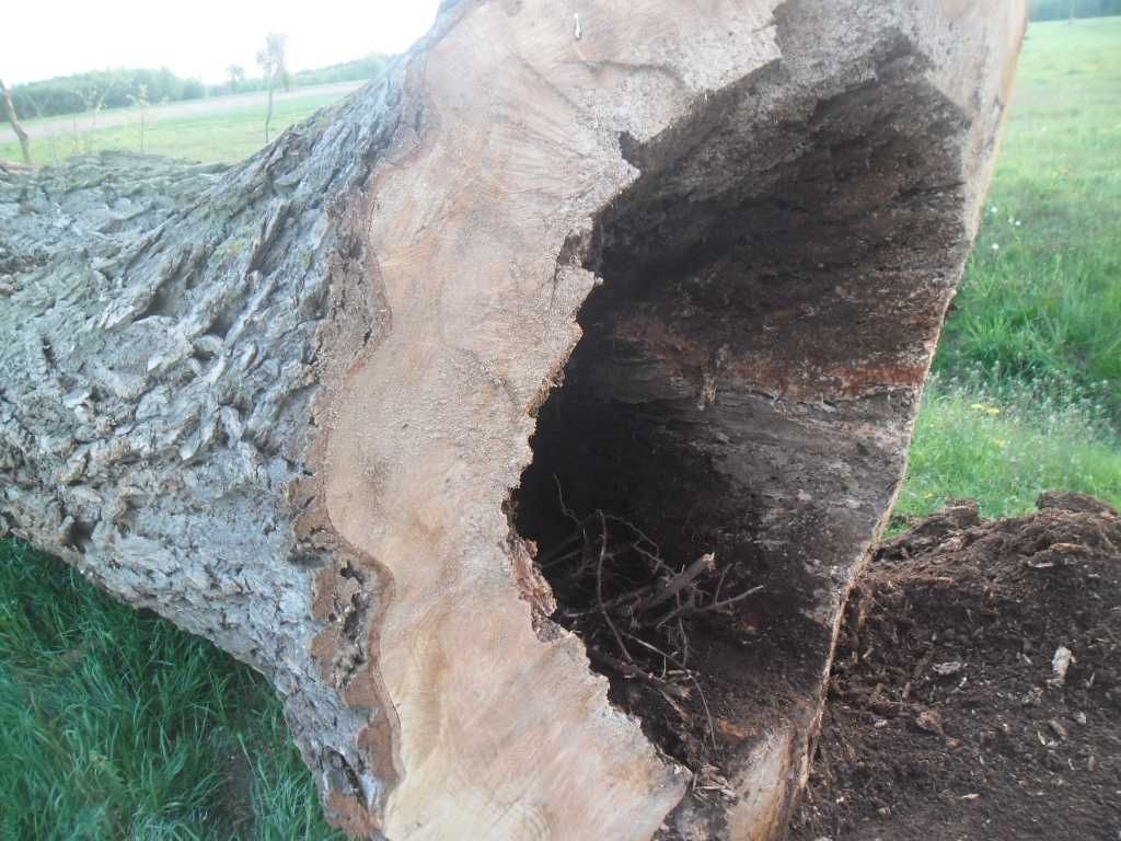 Pień wierzbowy z dziurą średnica 140