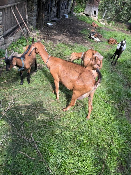 Продам породисті кози 100$ та 250$ звернутися +380983896727 Богдана