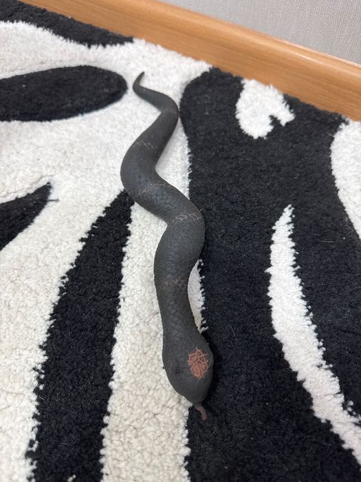 Ризинові іграшки невеликі. Дракон змія