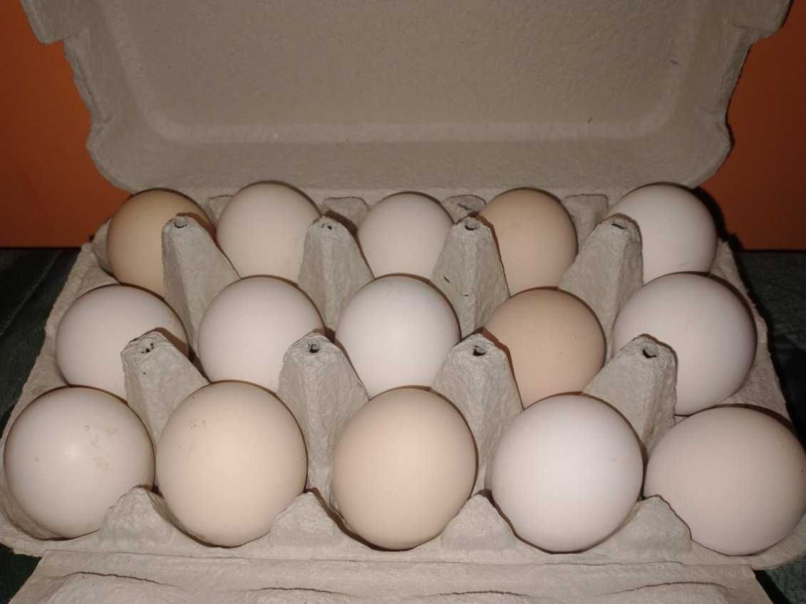 Jajka wiejskie jaja