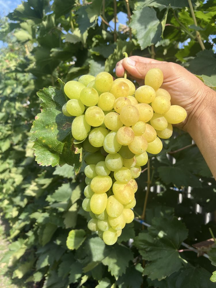 Продам виноград різних сортів