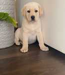 Labrador biszkoptowa