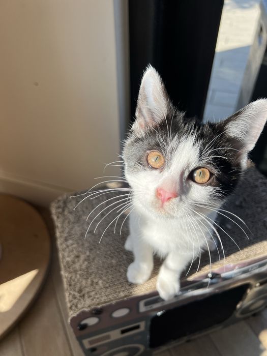 Ofelia – 3-miesięczna kotka uratowana z lasu szuka domu