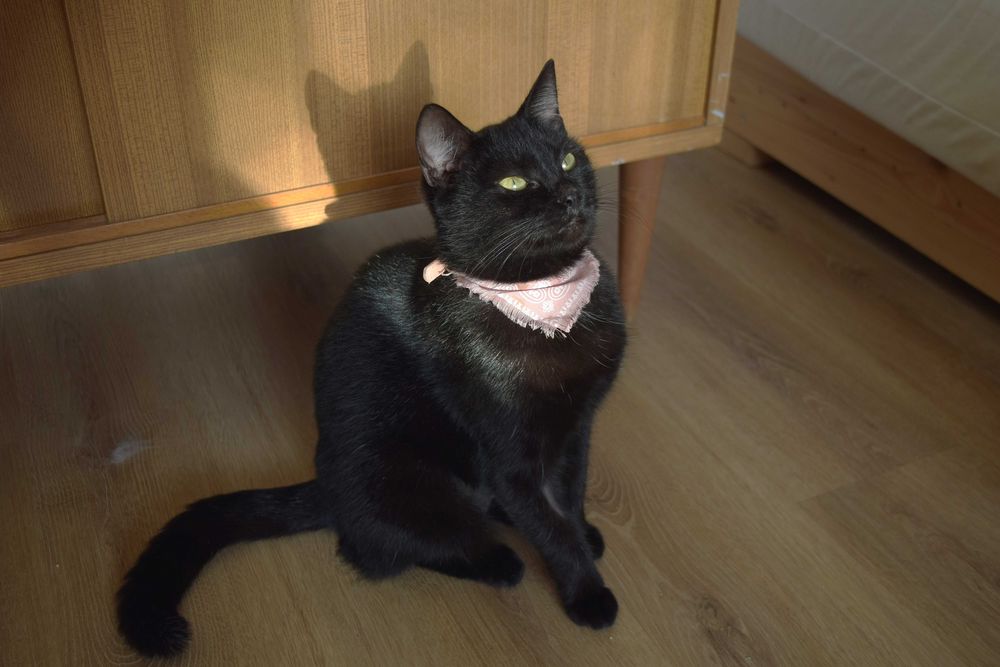 Pokochaj ZJAWĘ! Cudna kotka szuka domu!