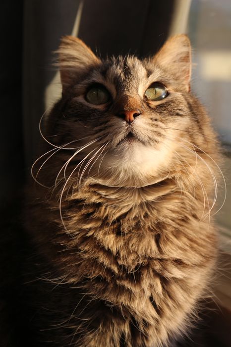 Canon EOS Rebel SL1 18.0 MP Camara estados unidos