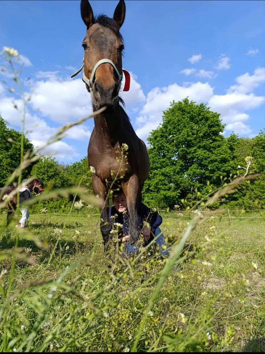 Klacz 7 letnia na sprzedaz