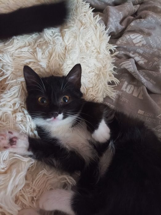 Супер котёнок!!!