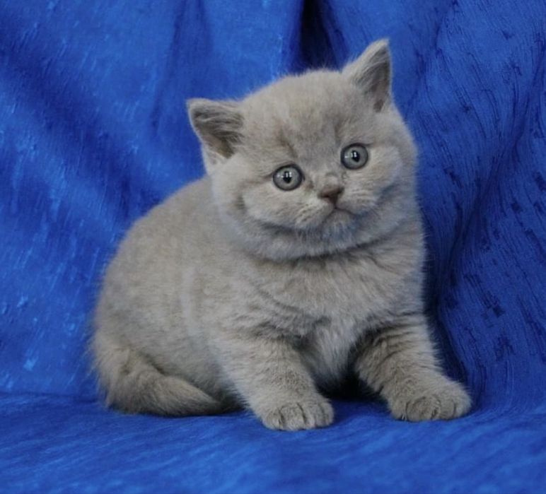 Шикариные котята продам