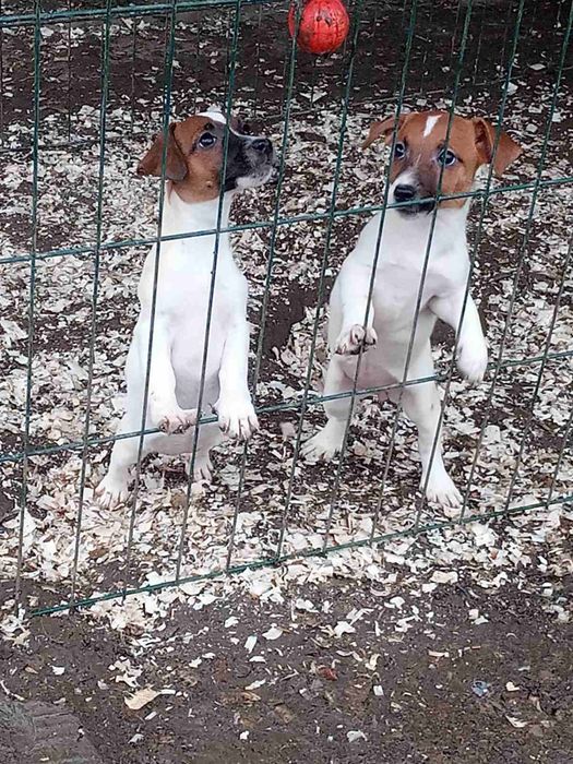 Дівчатка та хлопчики джеки