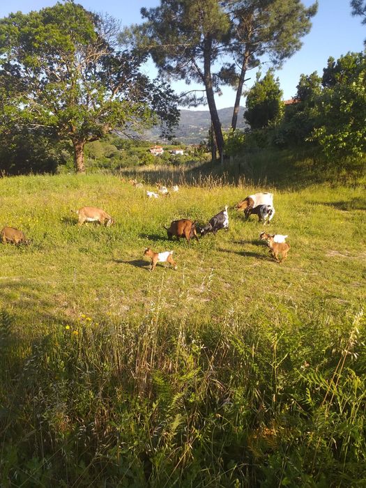 Cabras anas com 4 e 5 meses