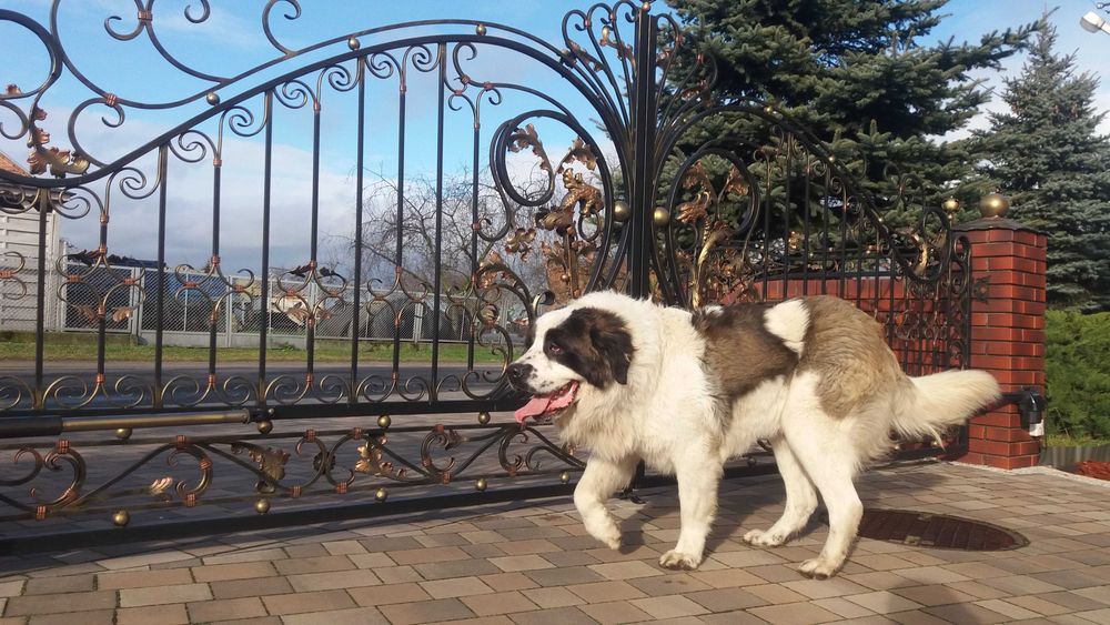 Moskiewski pies stróżujący