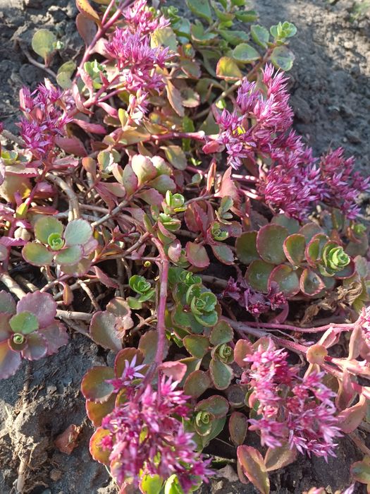 Седуми,Живучка,Злаки, декоративна цибулька Шніт.