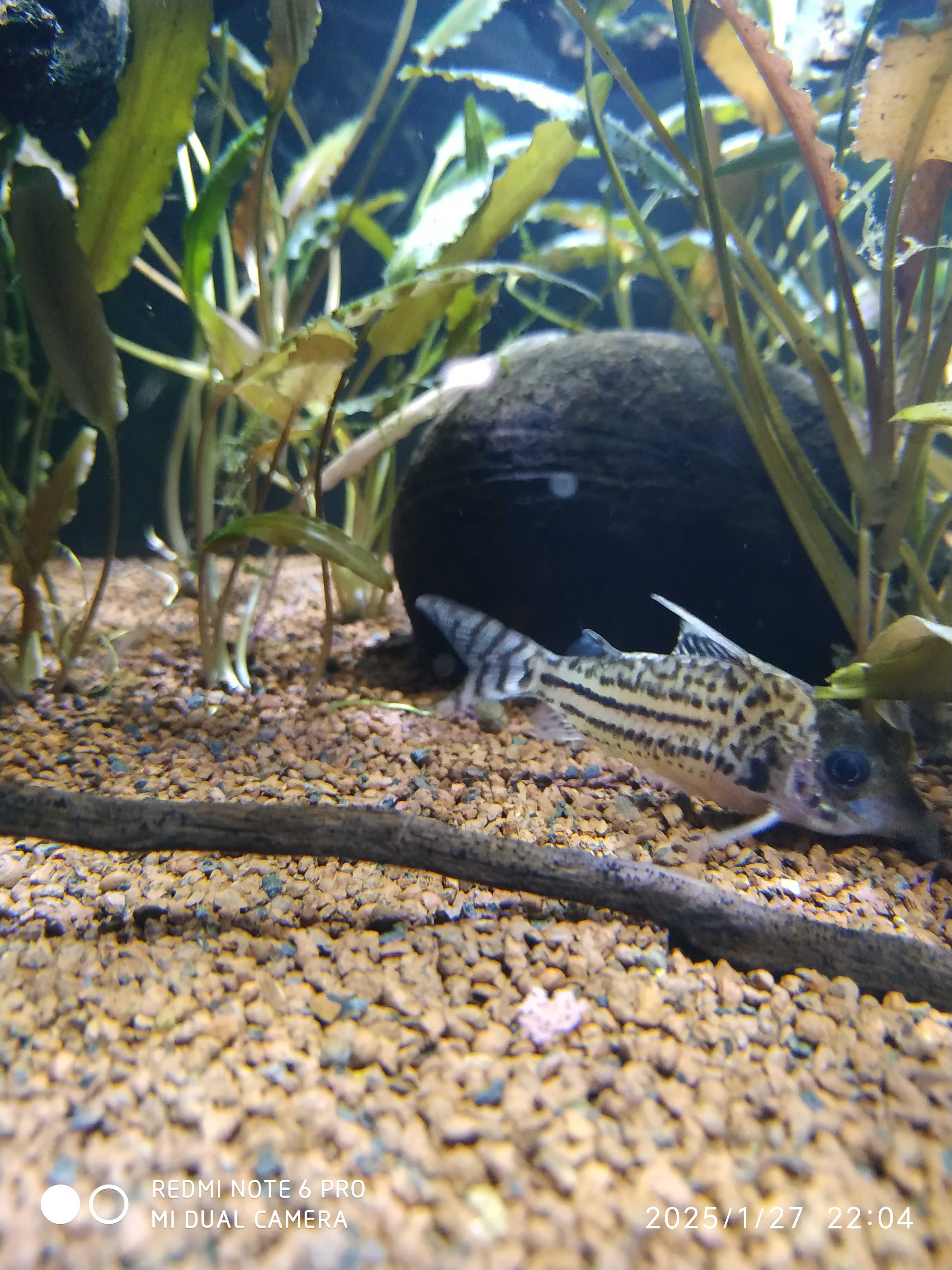 Guppys ,plantas, hypancistrus, corydoras, troncos, ancistru red