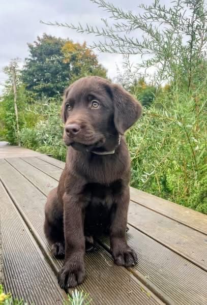 Labrador Retrevier Czekoladowy