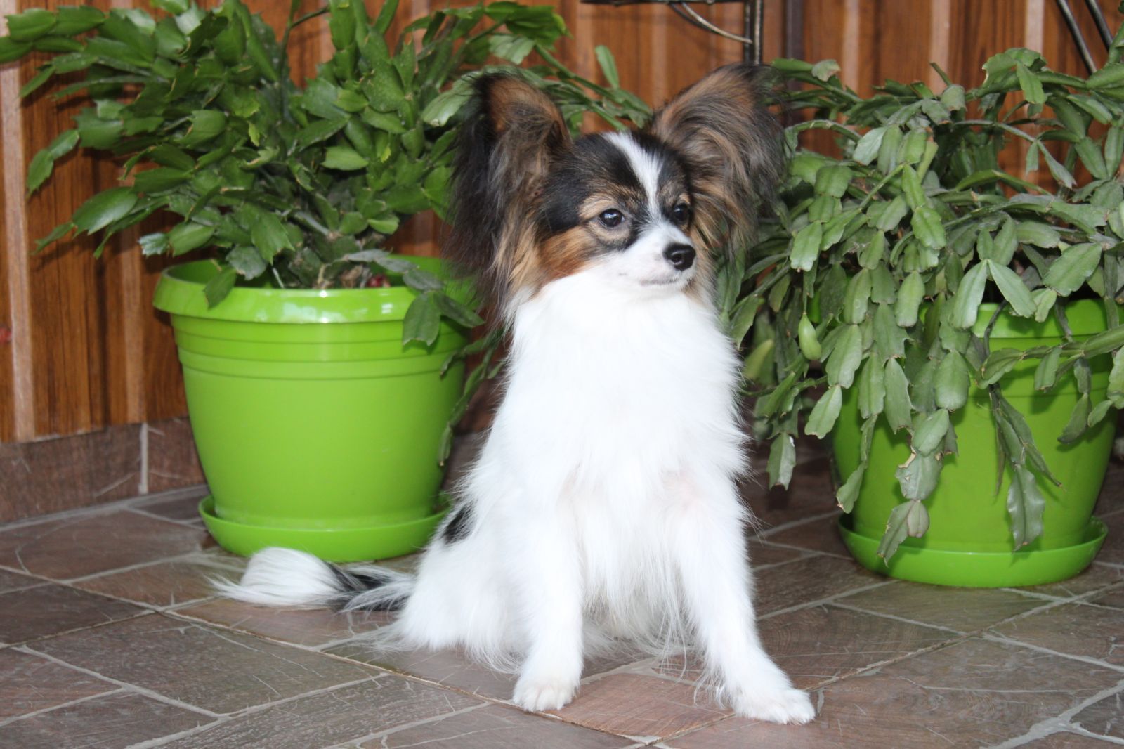 Perfect Papillon male for you! FCI/КСУ реєстрація, щок клас цуценя!