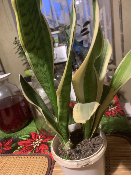 Продам сансеверіі