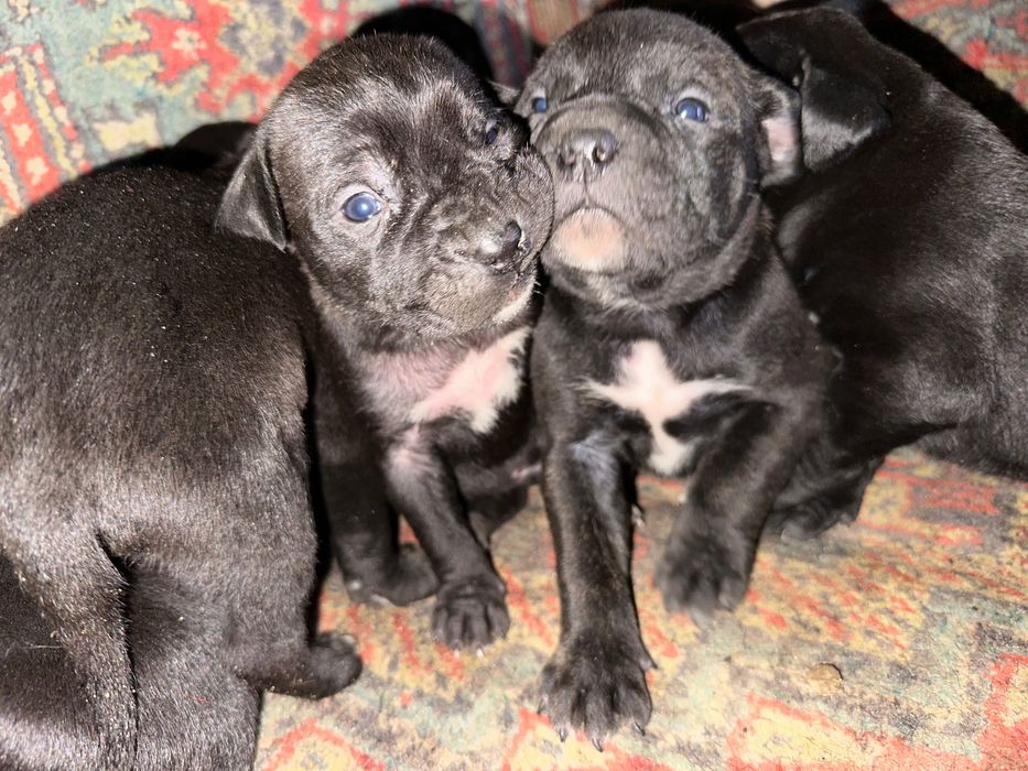 Цуценята Кане корсо