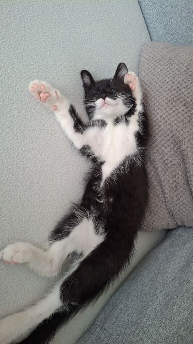 Oddam kotka w dobre ręce kotek szuka kochającego domku