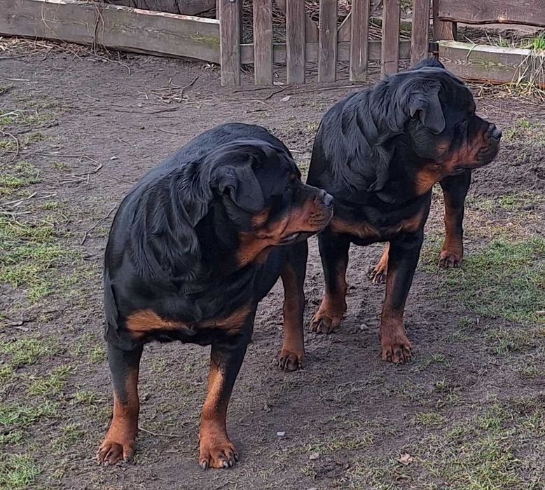 Rottweiler sunia 2,5