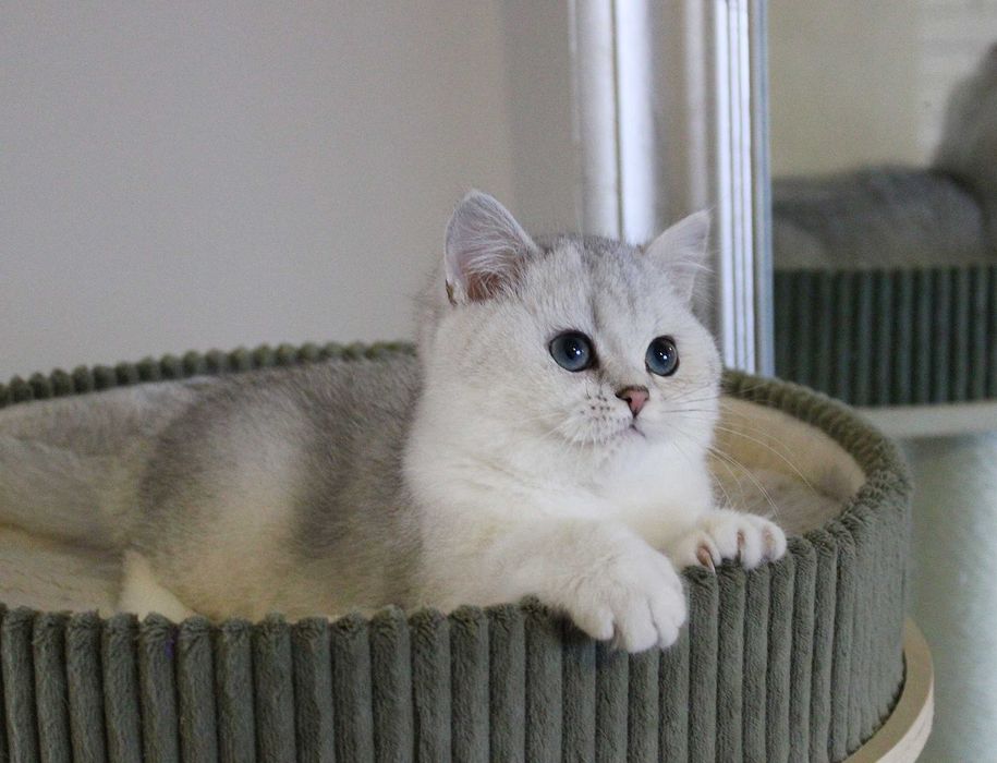 Kotek brytyjski z rodowodem FPL