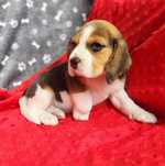 Beagle suczka sprzedam