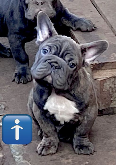 Милаш! Голубой щенок Французского Бульдога