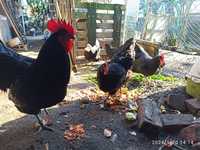 Ovos galinhas Australorp