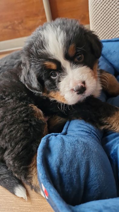 Szczeniaki berneński pies pasterski drugi miot