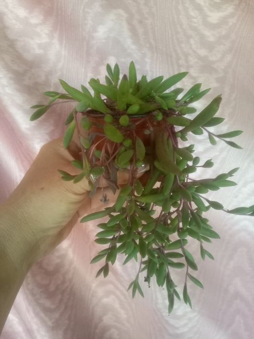 Оттона хрестовник