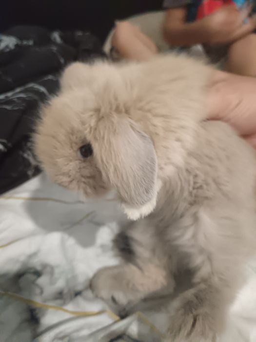 coelhos anoes holandês e mini lop